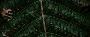 Preview wallpaper fern, leaf, green, carved, dark