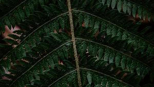 Preview wallpaper fern, leaf, green, carved, dark