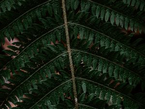 Preview wallpaper fern, leaf, green, carved, dark