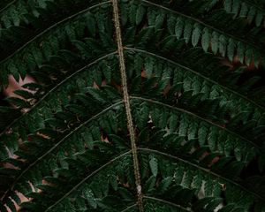 Preview wallpaper fern, leaf, green, carved, dark