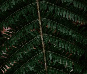 Preview wallpaper fern, leaf, green, carved, dark