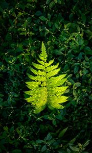 Preview wallpaper fern, leaf, green, plants