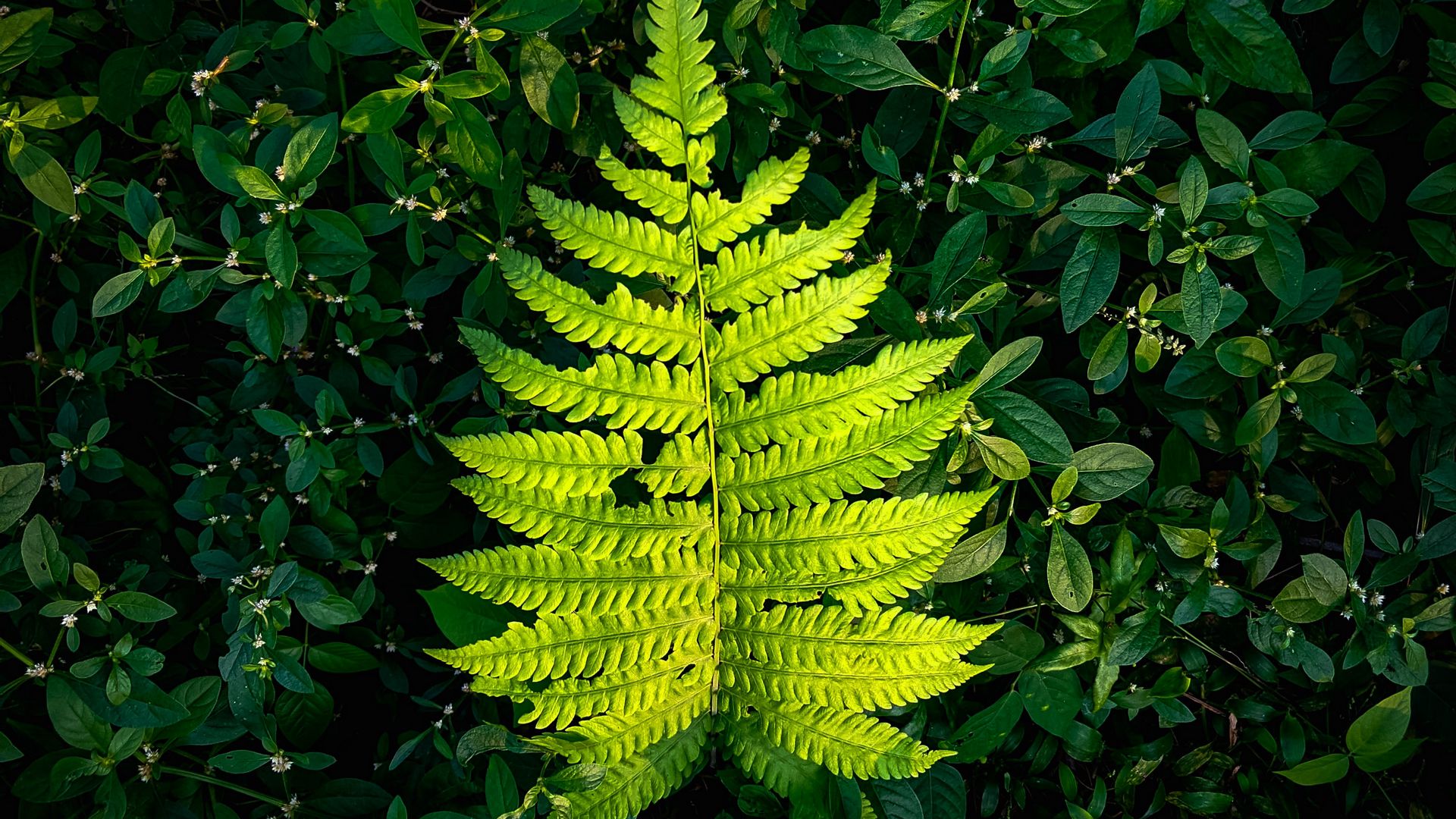 Download wallpaper 1920x1080 fern, leaf, green, plants full hd, hdtv