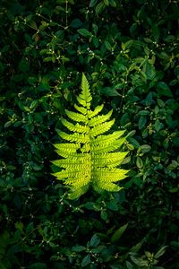 Preview wallpaper fern, leaf, green, plants