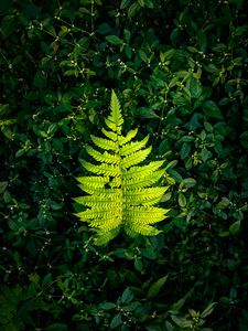 Preview wallpaper fern, leaf, green, plants