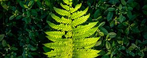 Preview wallpaper fern, leaf, green, plants
