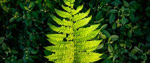 Preview wallpaper fern, leaf, green, plants