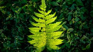 Preview wallpaper fern, leaf, green, plants