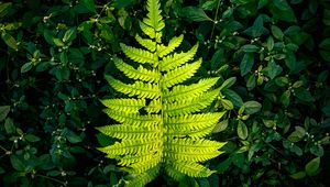 Preview wallpaper fern, leaf, green, plants