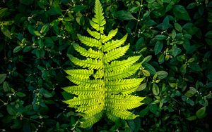 Preview wallpaper fern, leaf, green, plants