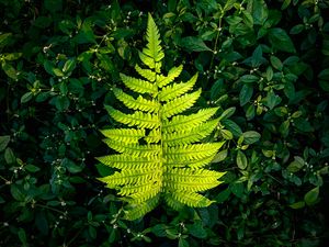 Preview wallpaper fern, leaf, green, plants