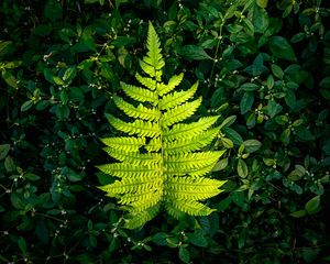 Preview wallpaper fern, leaf, green, plants