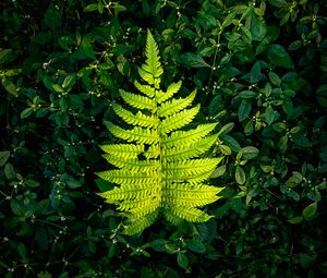 Preview wallpaper fern, leaf, green, plants