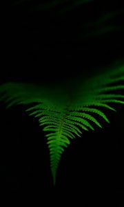 Preview wallpaper fern, leaf, green, dark, macro