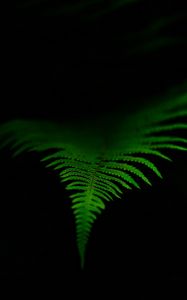 Preview wallpaper fern, leaf, green, dark, macro