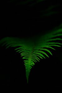 Preview wallpaper fern, leaf, green, dark, macro