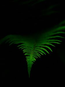 Preview wallpaper fern, leaf, green, dark, macro