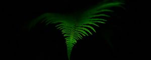 Preview wallpaper fern, leaf, green, dark, macro