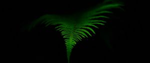 Preview wallpaper fern, leaf, green, dark, macro