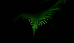 Preview wallpaper fern, leaf, green, dark, macro