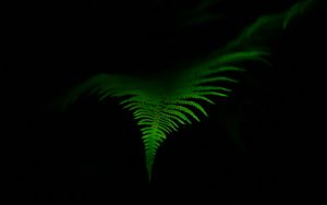 Preview wallpaper fern, leaf, green, dark, macro