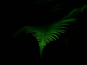 Preview wallpaper fern, leaf, green, dark, macro