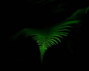 Preview wallpaper fern, leaf, green, dark, macro