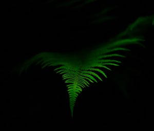 Preview wallpaper fern, leaf, green, dark, macro