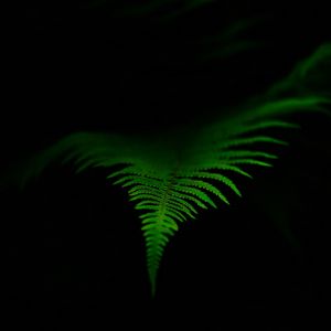 Preview wallpaper fern, leaf, green, dark, macro