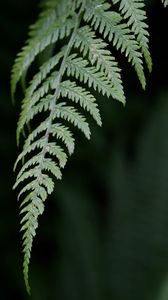 Preview wallpaper fern, leaf, green, plant, closeup