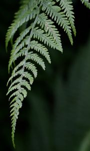 Preview wallpaper fern, leaf, green, plant, closeup