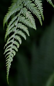 Preview wallpaper fern, leaf, green, plant, closeup