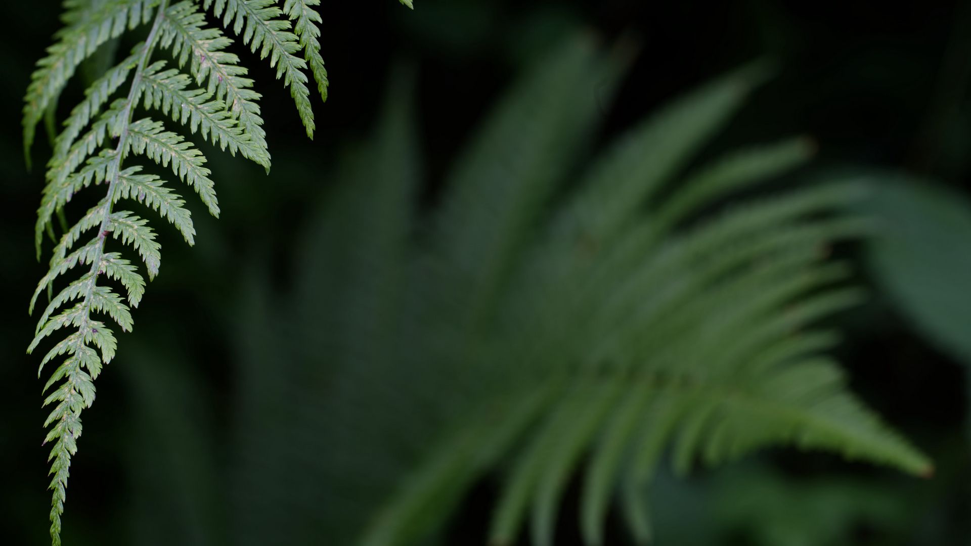 Download wallpaper 1920x1080 fern, leaf, green, plant, closeup full hd