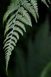 Preview wallpaper fern, leaf, green, plant, closeup