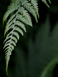 Preview wallpaper fern, leaf, green, plant, closeup