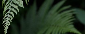 Preview wallpaper fern, leaf, green, plant, closeup