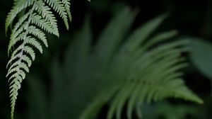 Preview wallpaper fern, leaf, green, plant, closeup