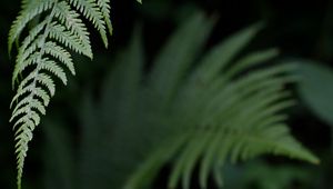 Preview wallpaper fern, leaf, green, plant, closeup