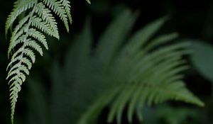 Preview wallpaper fern, leaf, green, plant, closeup