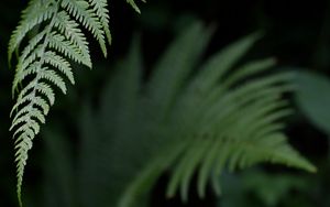 Preview wallpaper fern, leaf, green, plant, closeup
