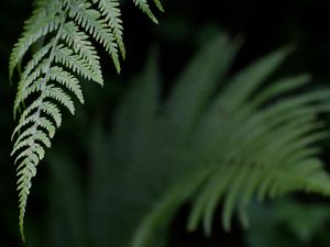 Preview wallpaper fern, leaf, green, plant, closeup