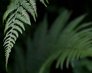 Preview wallpaper fern, leaf, green, plant, closeup