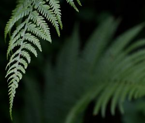 Preview wallpaper fern, leaf, green, plant, closeup