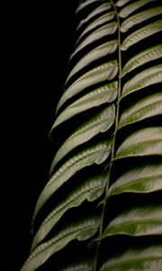 Preview wallpaper fern, leaf, green, macro