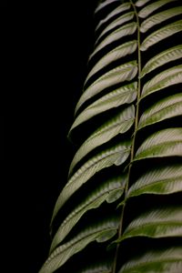 Preview wallpaper fern, leaf, green, macro