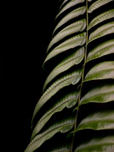 Preview wallpaper fern, leaf, green, macro