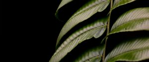 Preview wallpaper fern, leaf, green, macro