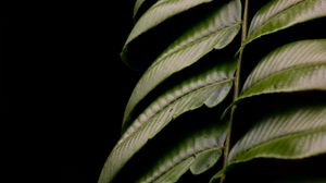 Preview wallpaper fern, leaf, green, macro