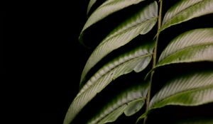 Preview wallpaper fern, leaf, green, macro