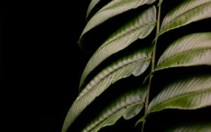 Preview wallpaper fern, leaf, green, macro